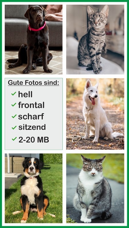 Beispiel für gute Tierfotos
