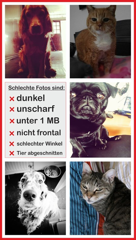 Beispiel für schlechte Tierfotos